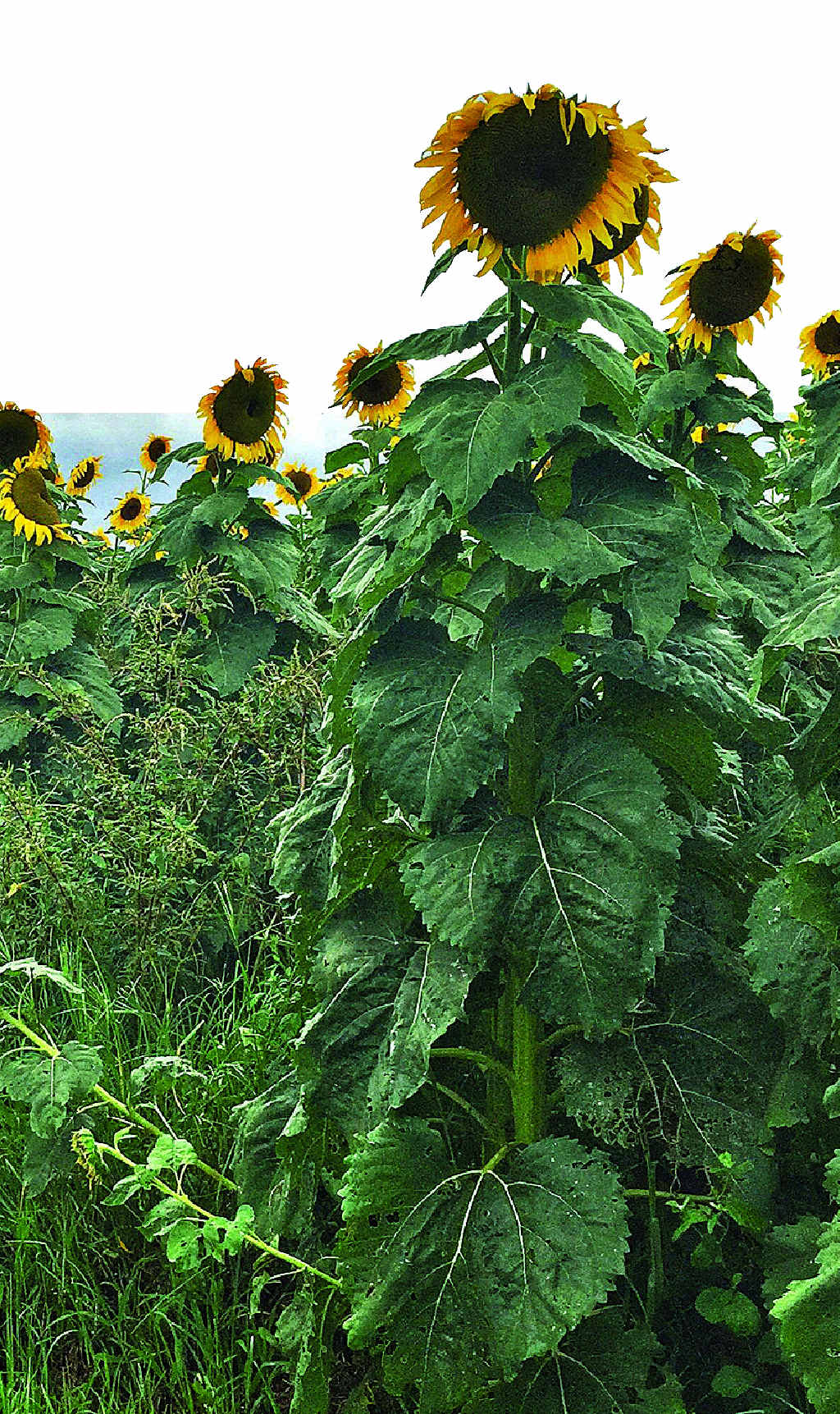 Sunflowers growing at The Farm Byron Bay. Sunflowers growing at The Farm Byron Bay.